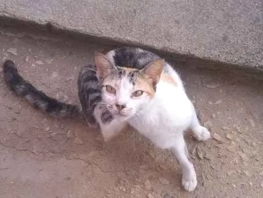 Gato ra a Srd idade 2 anos nome Bastet