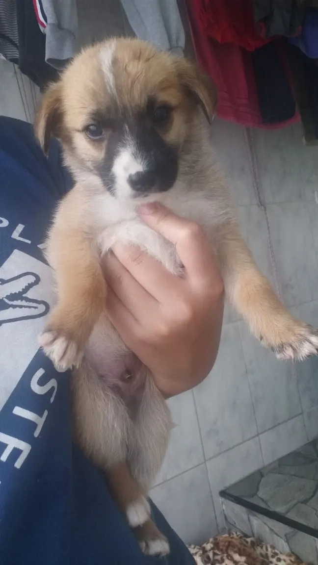 Cachorro ra a Vira lata idade Abaixo de 2 meses nome Não tem nome 