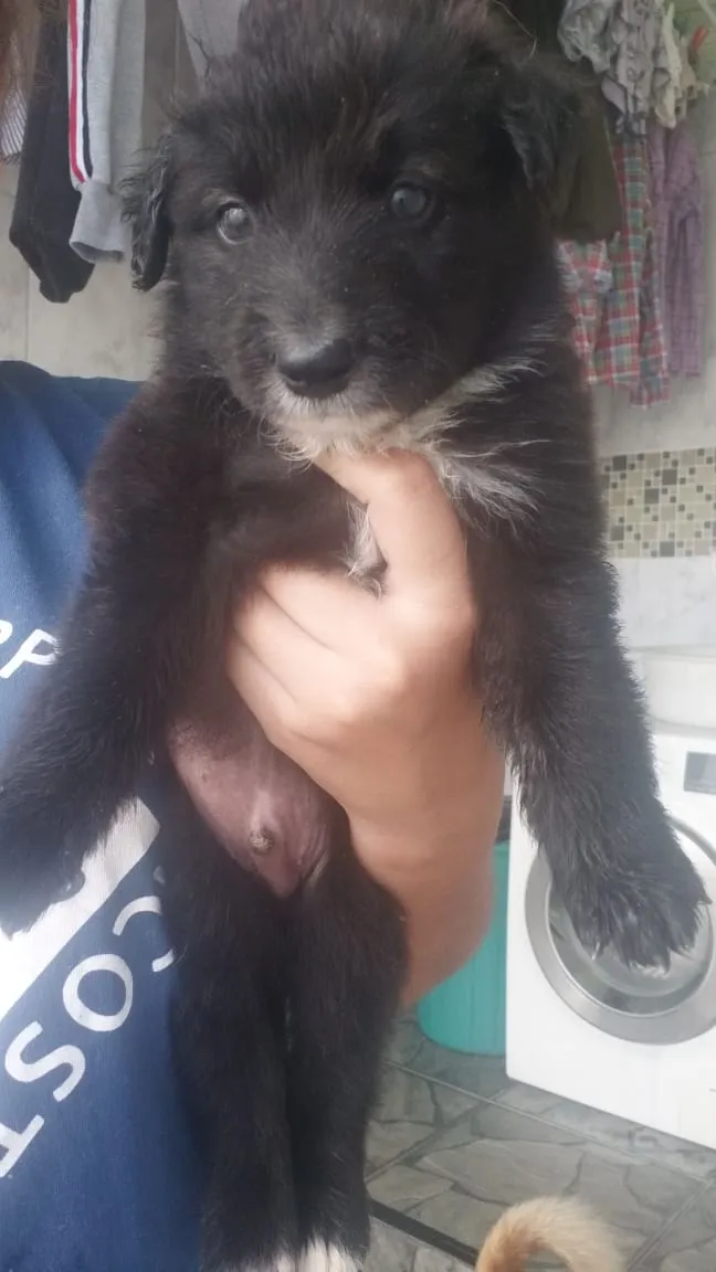 Cachorro ra a Vira lata idade Abaixo de 2 meses nome Não tem nome 