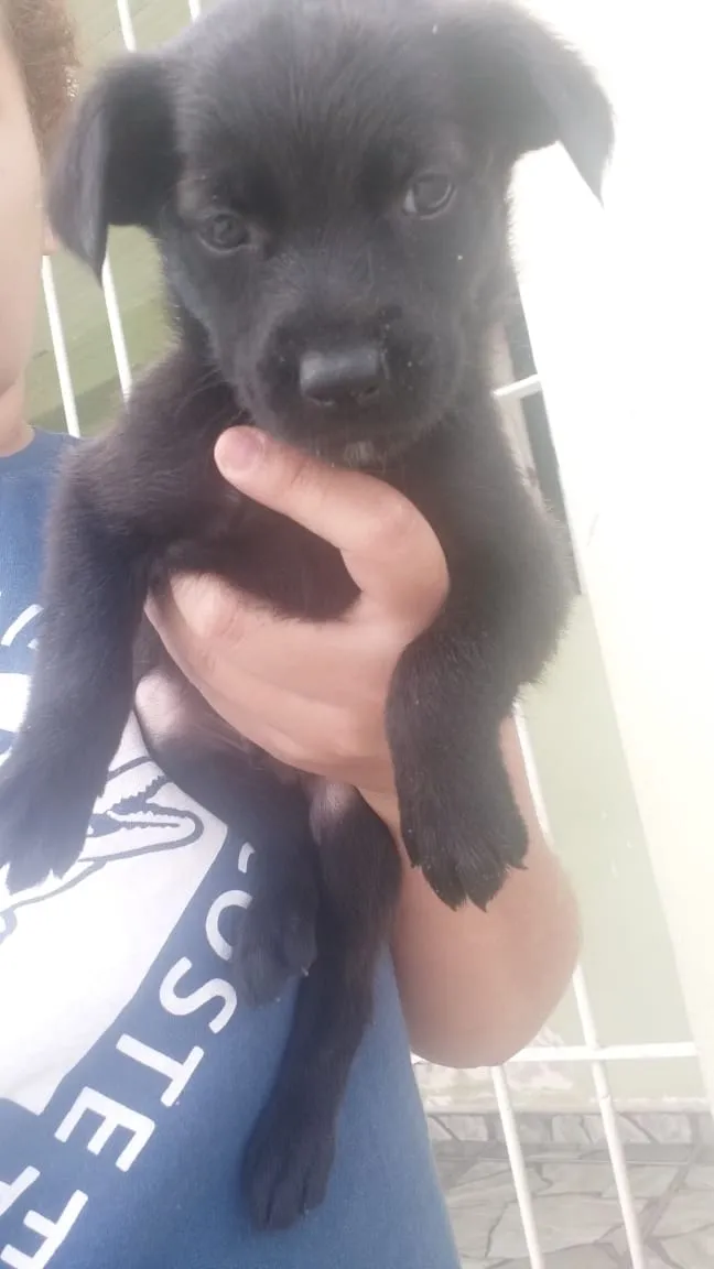 Cachorro ra a Vira lata idade Abaixo de 2 meses nome Não tem nome 