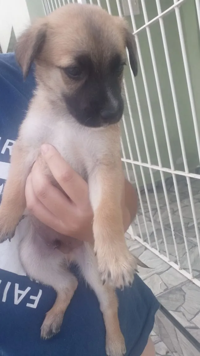 Cachorro ra a Vira lata idade Abaixo de 2 meses nome Não tem nome 