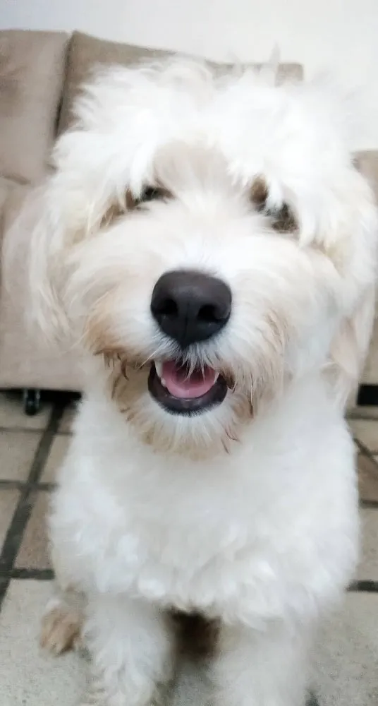 Cachorro raça Poodle idade 5 anos nome Pérola