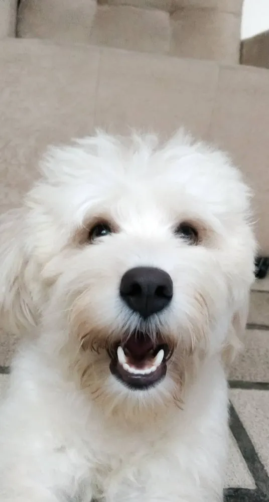 Cachorro raça Poodle idade 5 anos nome Pérola