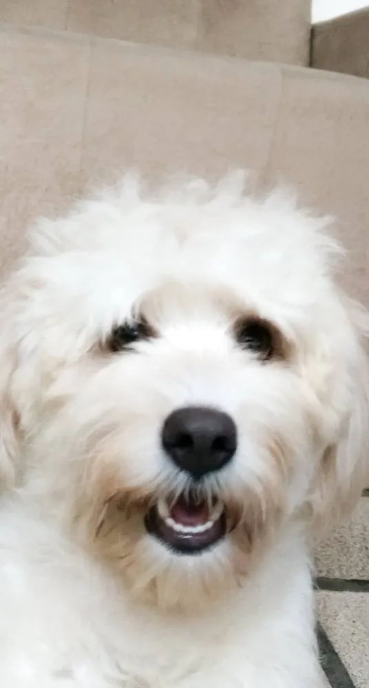 Cachorro raça Poodle idade 5 anos nome Pérola