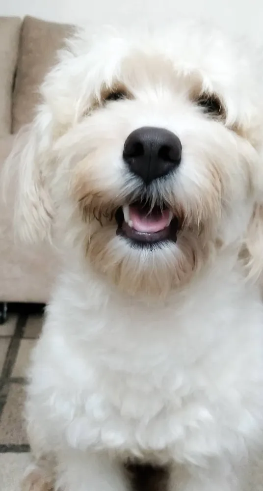 Cachorro raça Poodle idade 5 anos nome Pérola