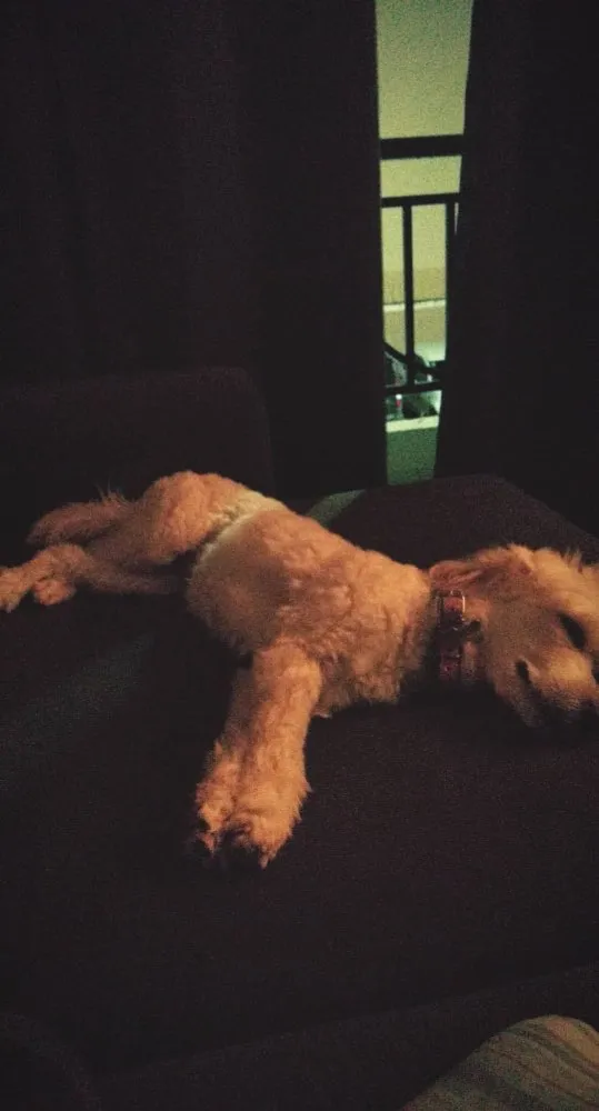 Cachorro raça Poodle idade 5 anos nome Pérola