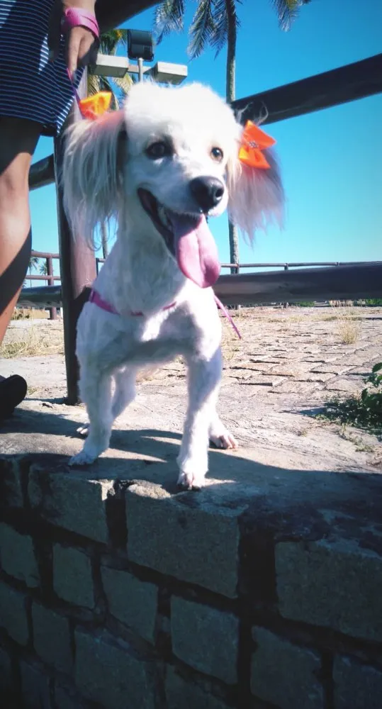 Cachorro raça Poodle idade 5 anos nome Pérola