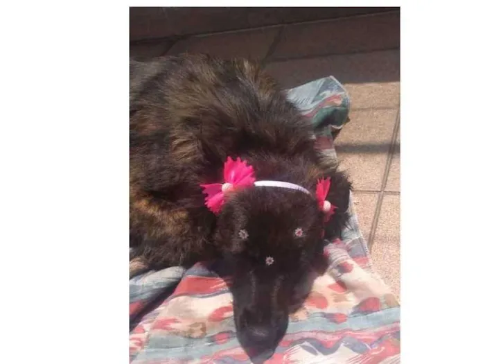 Cachorro ra a Vira lata idade 2 anos nome Xuxa