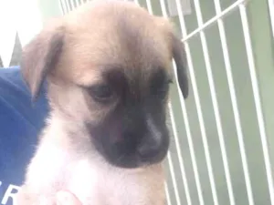 Cachorro raça Vira lata idade Abaixo de 2 meses nome Não tem nome 