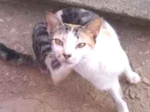 Gato raça Srd idade 2 anos nome Bastet