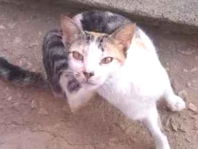 Gato ra a Srd idade 2 anos nome Bastet