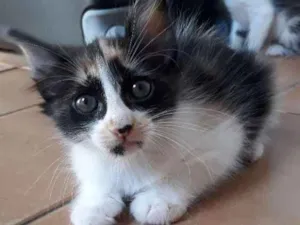 Gato raça Varias idade 2 a 6 meses nome Gatos