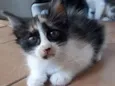 Gatos