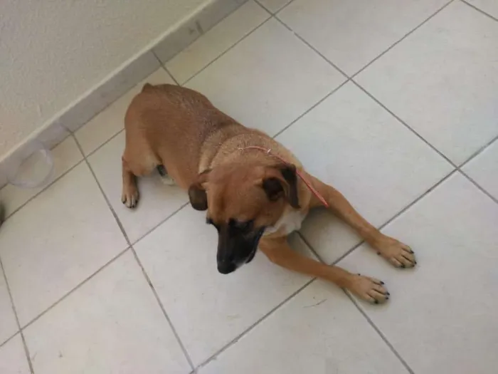 Cachorro ra a Vira Lata idade  nome -