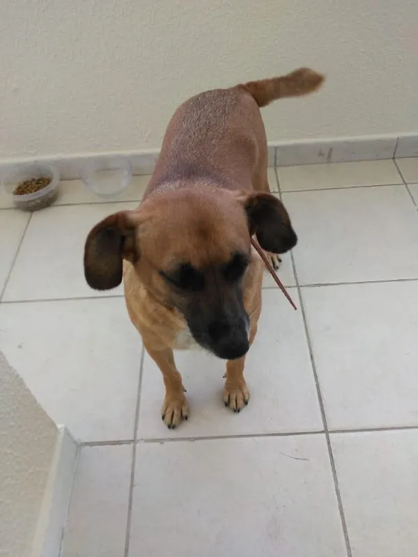 Cachorro ra a Vira Lata idade  nome -