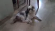 Willy