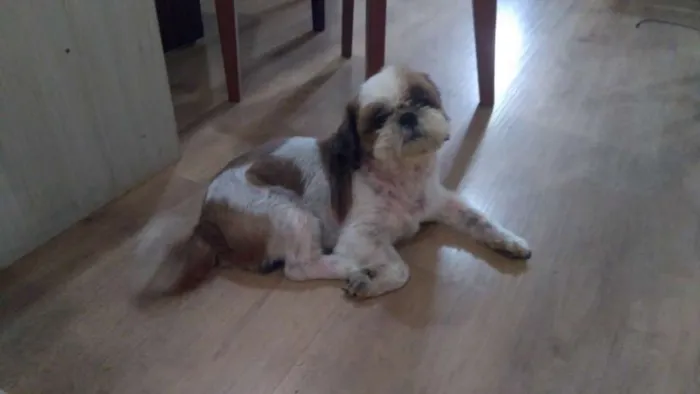 Cachorro raça Shitzu puro idade 5 anos nome Willy