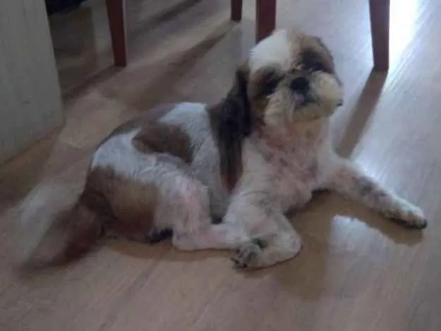 Cachorro raça Shitzu puro idade 5 anos nome Willy