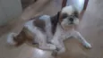 Willy