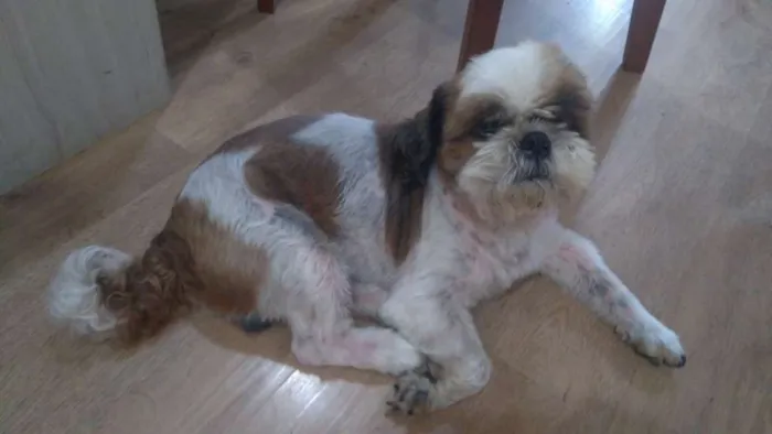 Cachorro raça Shitzu puro idade 5 anos nome Willy