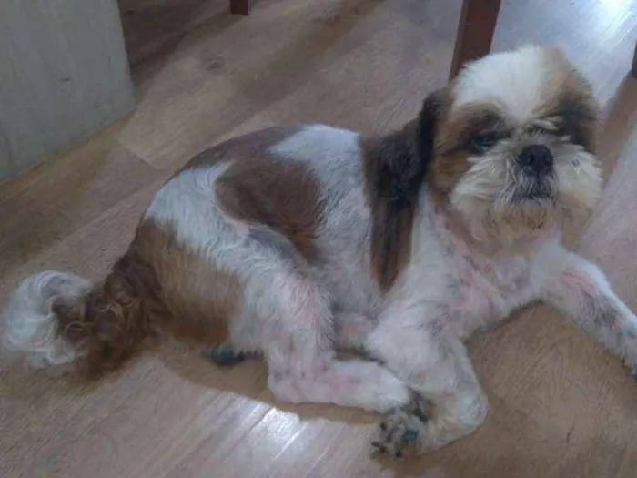 Cachorro raça Shitzu puro idade 5 anos nome Willy
