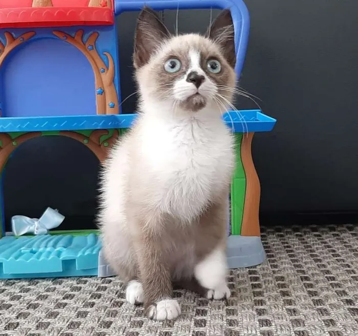 Gato raça SRD idade 2 a 6 meses nome Fofinho