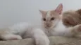 Zézinho
