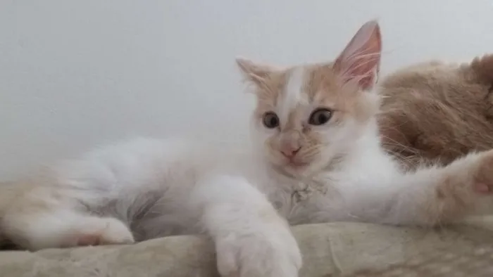 Gato ra a RNI idade Abaixo de 2 meses nome Zézinho