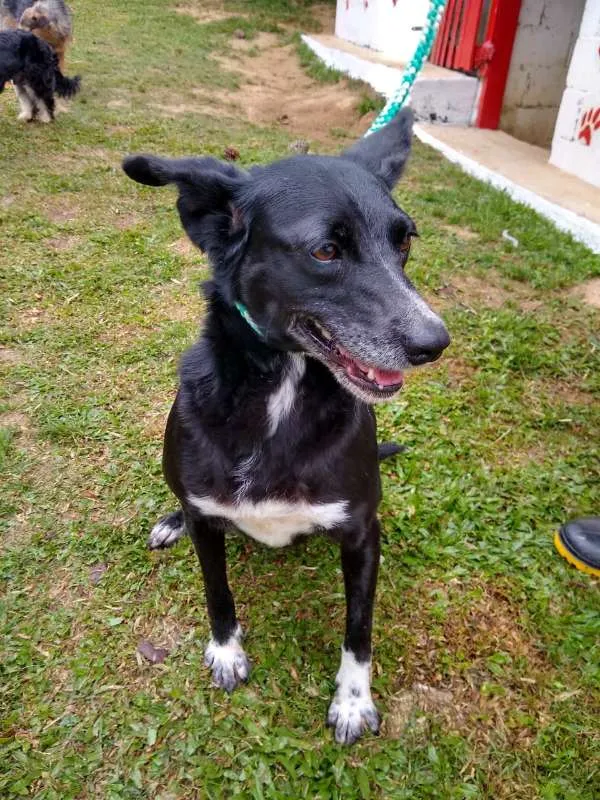 Cachorro ra a SRD idade 2 anos nome MARIA