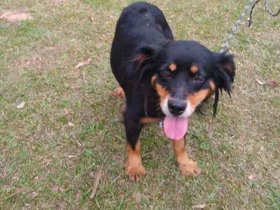 Cachorro ra a SRD idade 5 anos nome NINA