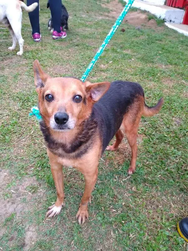 Cachorro raça SRD idade 6 ou mais anos nome ROMEU