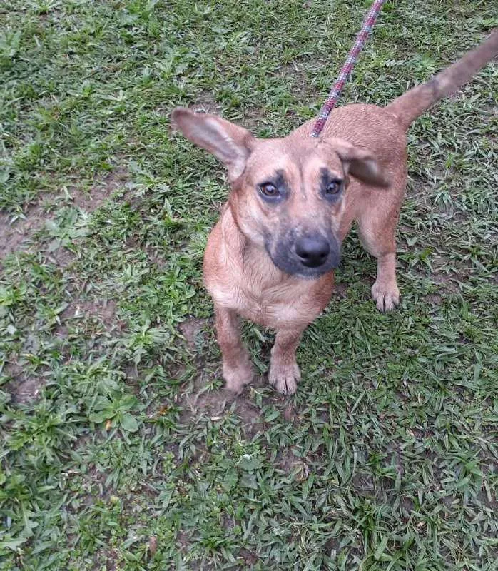 Cachorro ra a SRD idade 2 anos nome DRIKA