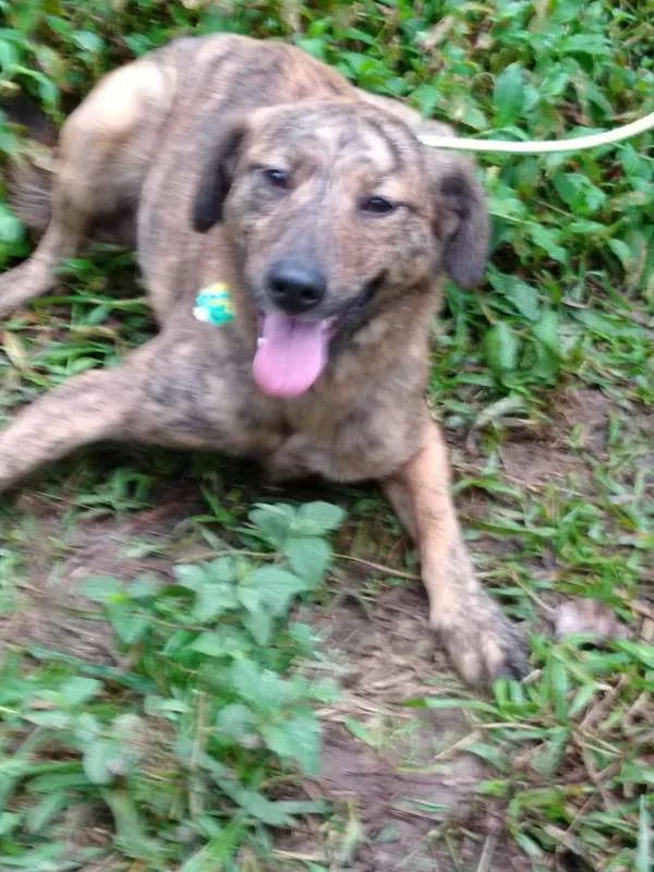 Cachorro ra a SRD idade 3 anos nome LEONA