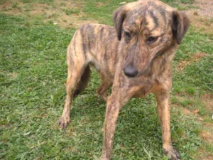 Cachorro raça SRD idade 3 anos nome LEONA