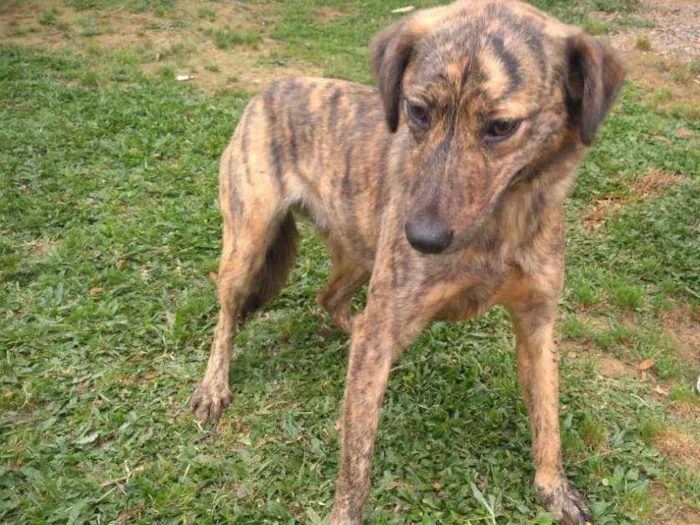 Cachorro ra a SRD idade 3 anos nome LEONA