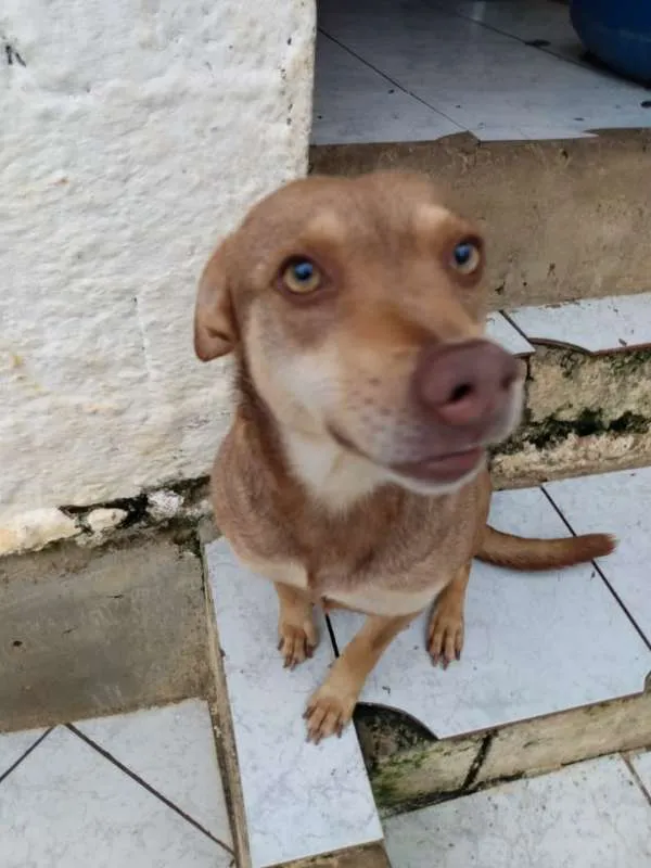Cachorro ra a SRD idade 3 anos nome CHIQUINHA