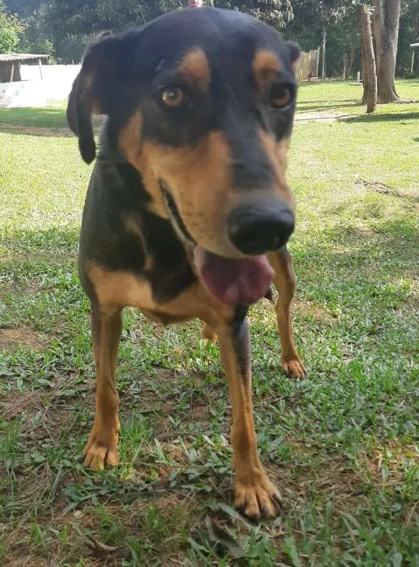 Cachorro ra a SRD idade 4 anos nome FRED