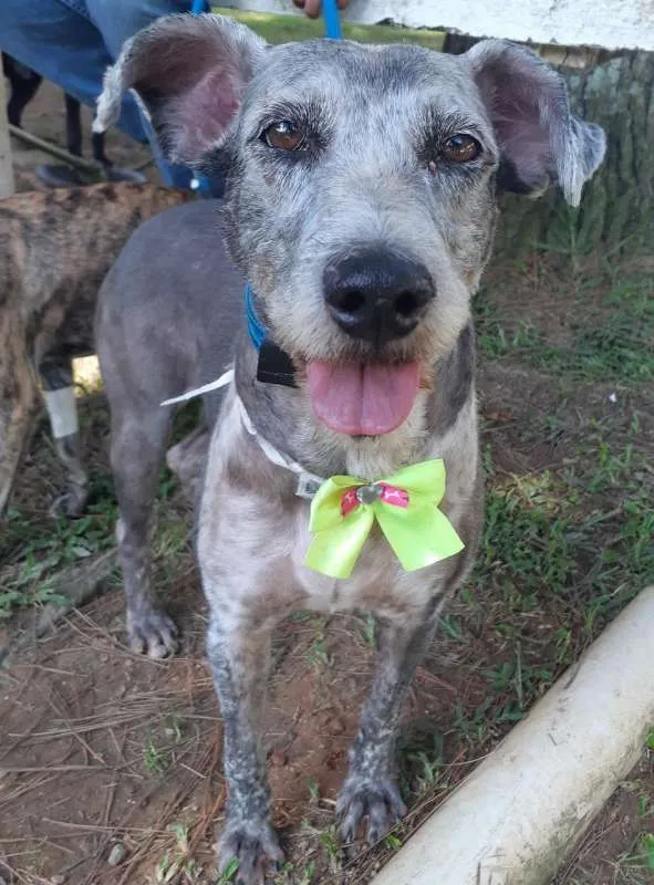 Cachorro ra a SRD idade 5 anos nome VIOLETA