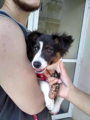 Cachorro raça SRD idade 2 a 6 meses nome Laika
