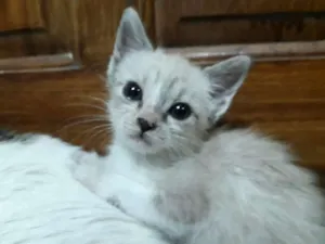 Gato raça SRD idade Abaixo de 2 meses nome Beto