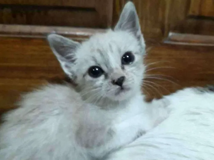 Gato ra a SRD idade Abaixo de 2 meses nome Beto