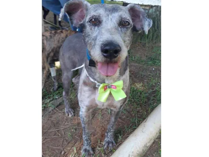 Cachorro ra a SRD idade 5 anos nome VIOLETA