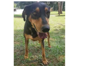 Cachorro raça SRD idade 4 anos nome FRED