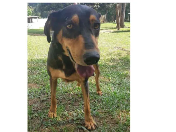 Cachorro ra a SRD idade 4 anos nome FRED