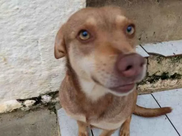Cachorro ra a SRD idade 3 anos nome CHIQUINHA