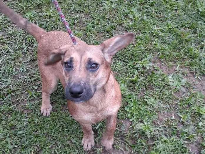 Cachorro ra a SRD idade 2 anos nome DRIKA