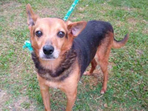 Cachorro raça SRD idade 6 ou mais anos nome ROMEU
