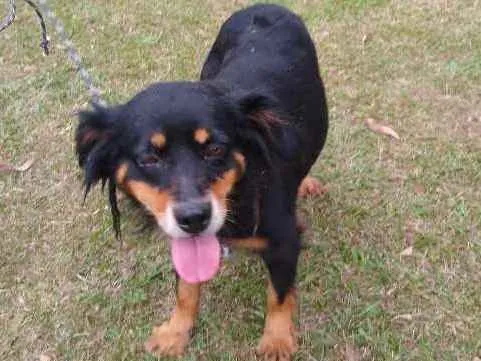 Cachorro ra a SRD idade 5 anos nome NINA