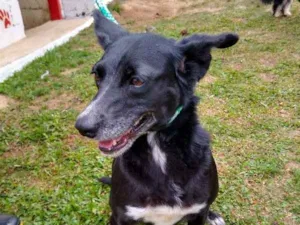 Cachorro raça SRD idade 2 anos nome MARIA