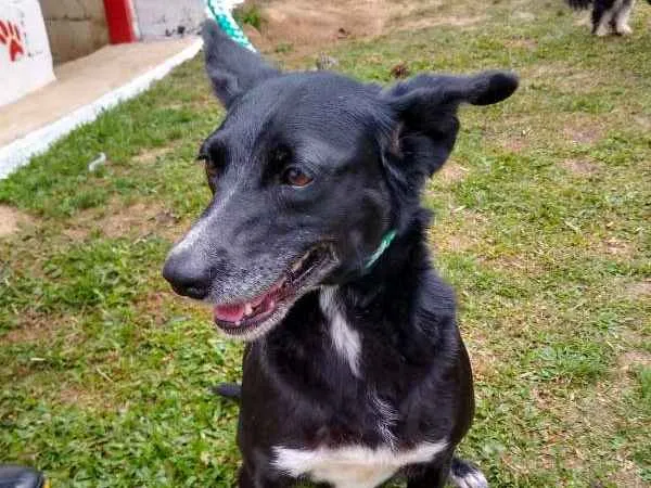 Cachorro ra a SRD idade 2 anos nome MARIA